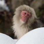 Snow Monkeys of Jigokudani