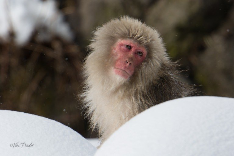 Snow Monkeys of Jigokudani