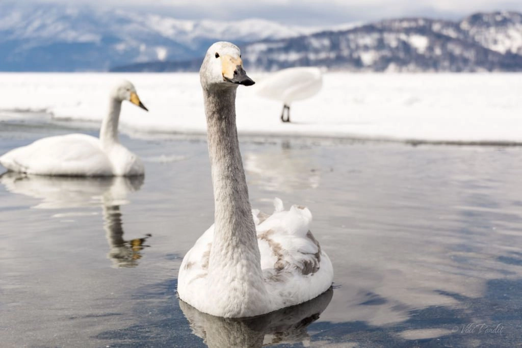 The Swans of Lake Kussharo